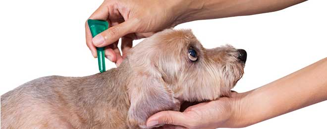 5 tipos de medicina contra pulgas para perros